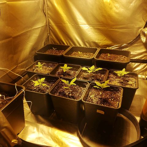 Adolf #1 growlog timeline photo