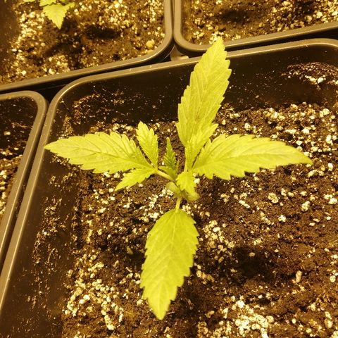 Adolf #1 growlog timeline photo