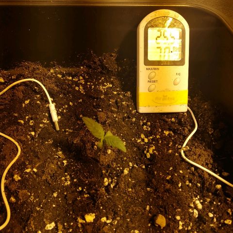Adolf #1 growlog timeline photo