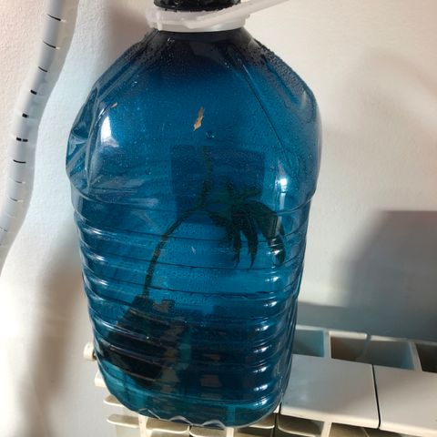 Adolf #1 growlog photo: Test Clonazione da seme trovatello.
Talea