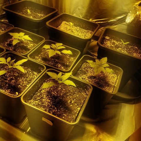 Adolf #1 growlog timeline photo