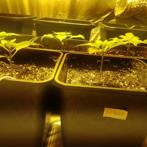 Adolf #1 growlog timeline photo
