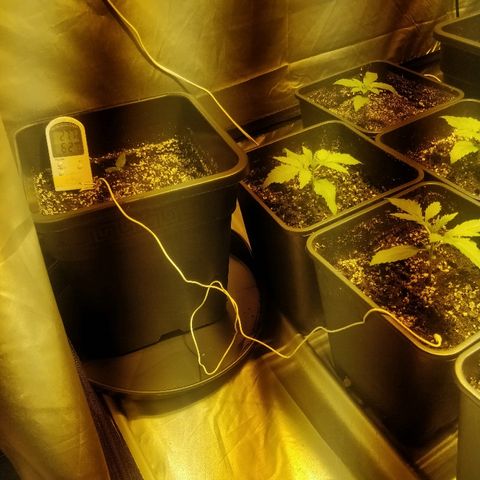 Adolf #1 growlog timeline photo