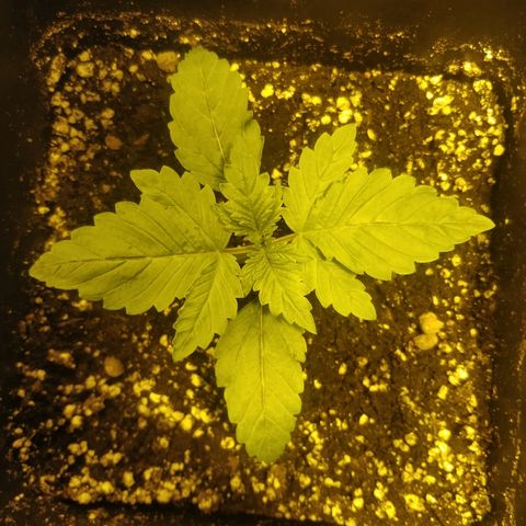 Adolf #1 growlog timeline photo