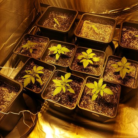Adolf #1 growlog timeline photo