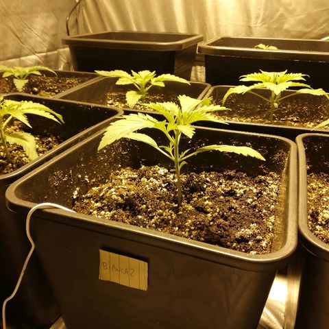 Adolf #1 growlog timeline photo