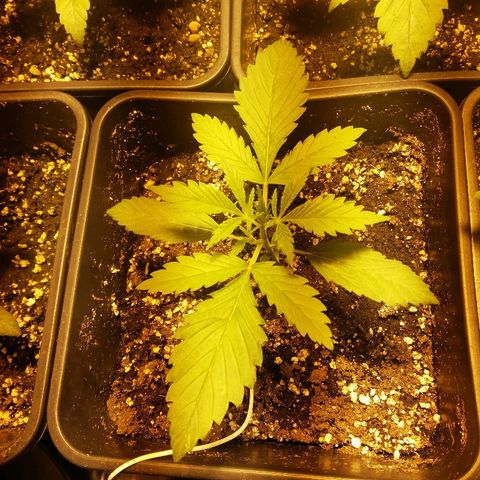 Adolf #1 growlog timeline photo