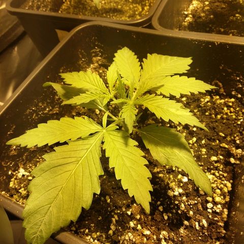 Adolf #1 growlog timeline photo