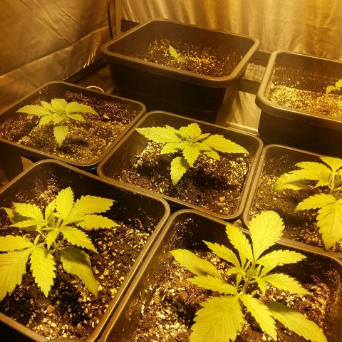 Adolf #1 growlog timeline photo