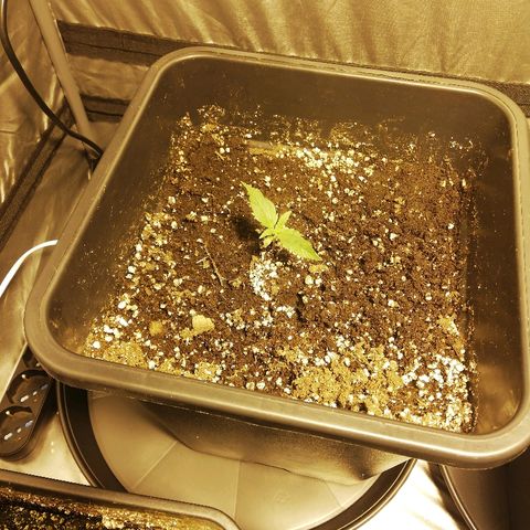 Adolf #1 growlog timeline photo