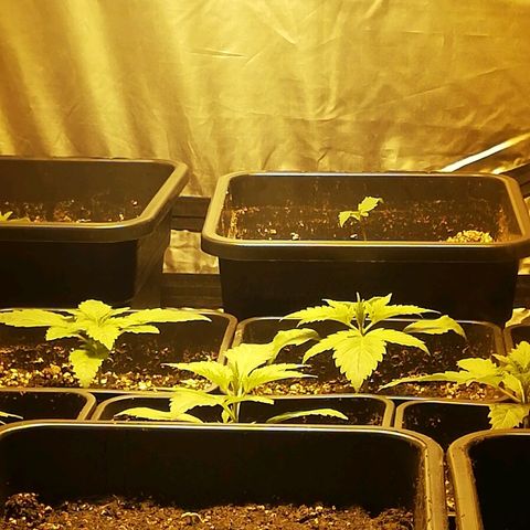 Adolf #1 growlog timeline photo