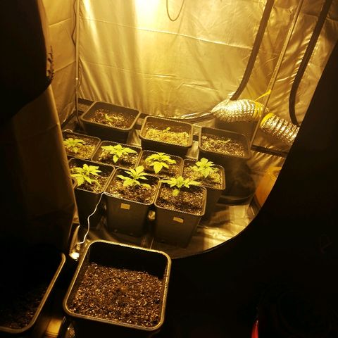 Adolf #1 growlog timeline photo