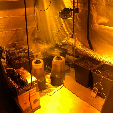 Adolf #1 growlog timeline photo