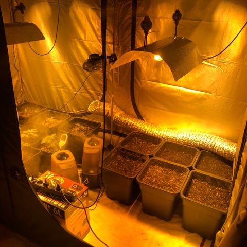 Adolf #1 growlog timeline photo