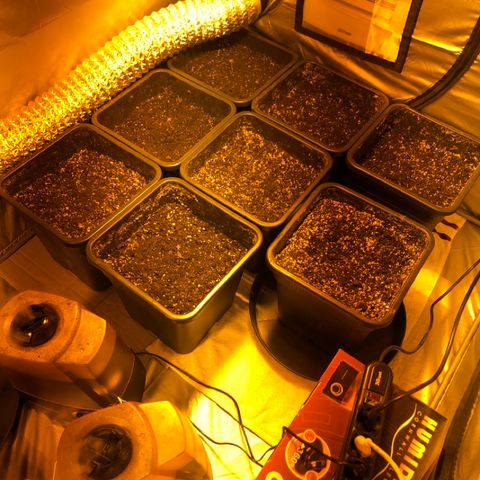 Adolf #1 growlog timeline photo