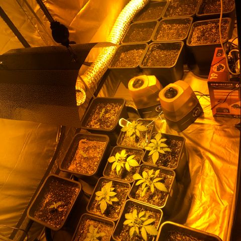 Adolf #1 growlog timeline photo