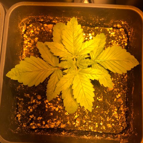 Adolf #1 growlog timeline photo