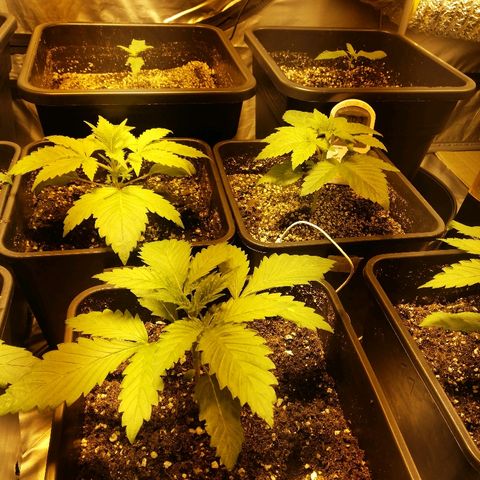 Adolf #1 growlog timeline photo