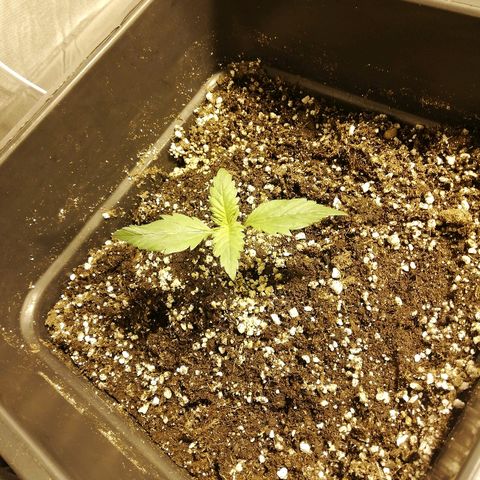 Adolf #1 growlog timeline photo