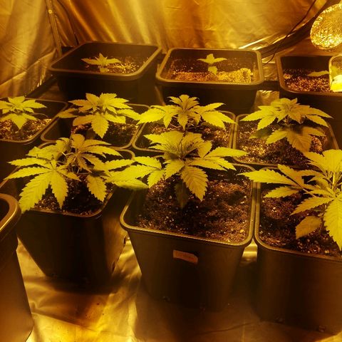 Adolf #1 growlog timeline photo