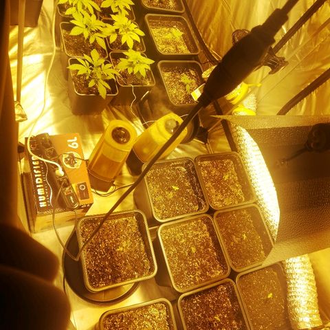 Adolf #1 growlog timeline photo