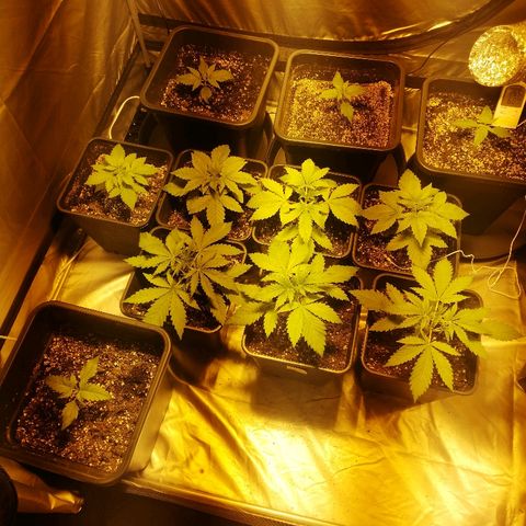 Adolf #1 growlog timeline photo