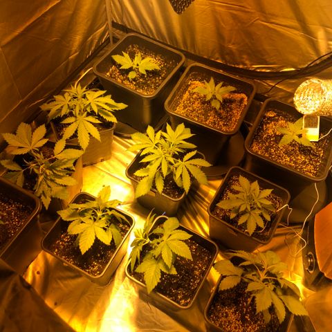 Adolf #1 growlog timeline photo