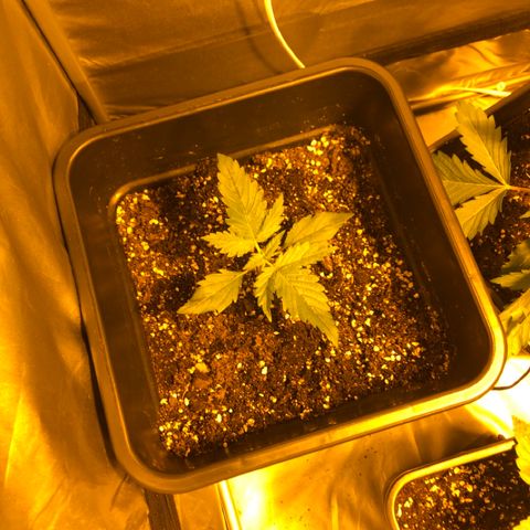 Adolf #1 growlog timeline photo