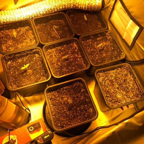 Adolf #1 growlog timeline photo