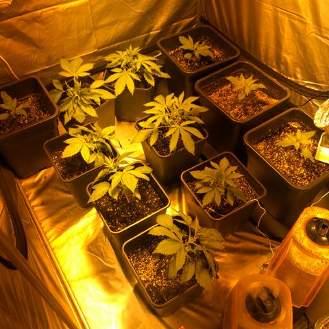 Adolf #1 growlog timeline photo