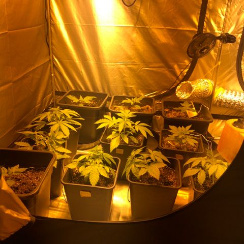 Adolf #1 growlog timeline photo
