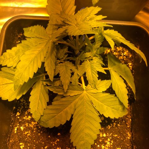Adolf #1 growlog timeline photo