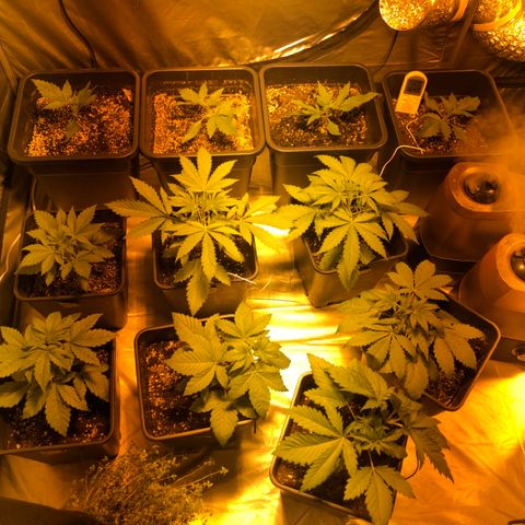 Adolf #1 growlog timeline photo