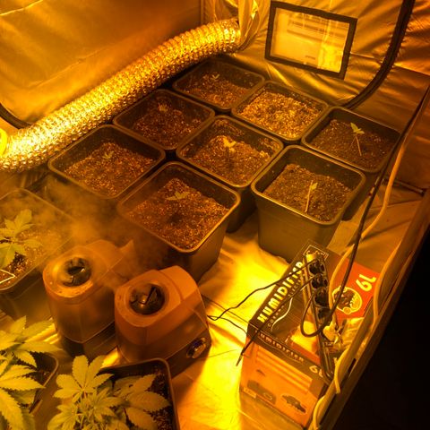 Adolf #1 growlog timeline photo