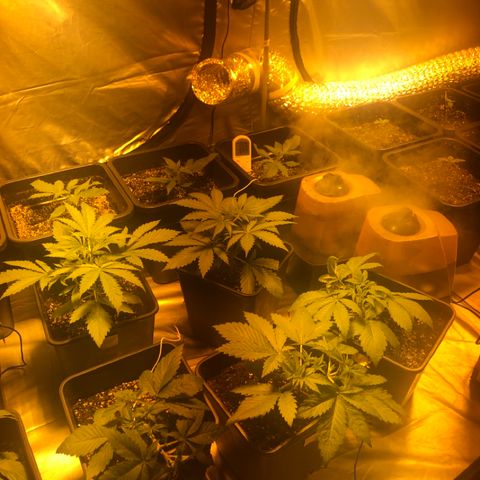 Adolf #1 growlog timeline photo