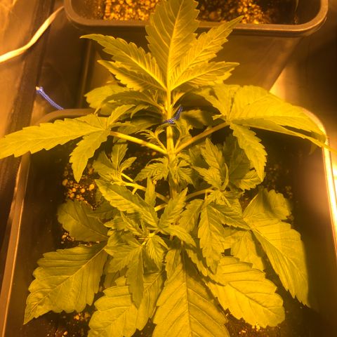 Adolf #1 growlog timeline photo