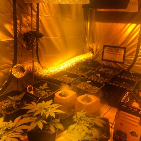 Adolf #1 growlog timeline photo