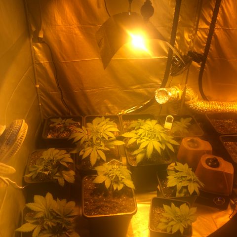 Adolf #1 growlog timeline photo