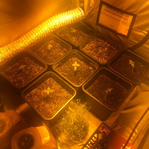 Adolf #1 growlog timeline photo