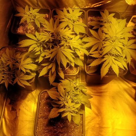 Adolf #1 growlog timeline photo