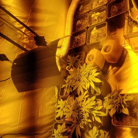 Adolf #1 growlog timeline photo