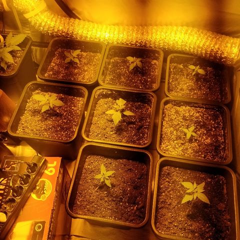 Adolf #1 growlog timeline photo