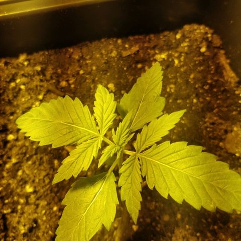 Adolf #1 growlog timeline photo