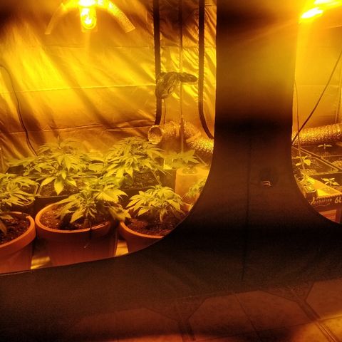Adolf #1 growlog timeline photo