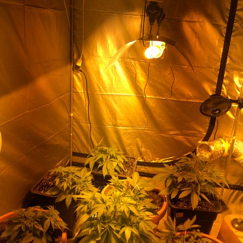Adolf #1 growlog timeline photo