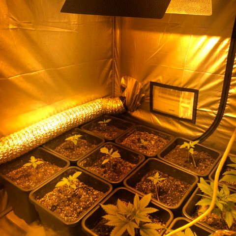Adolf #1 growlog timeline photo