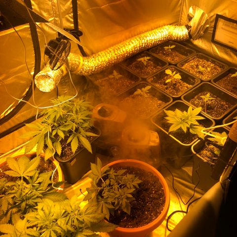 Adolf #1 growlog timeline photo