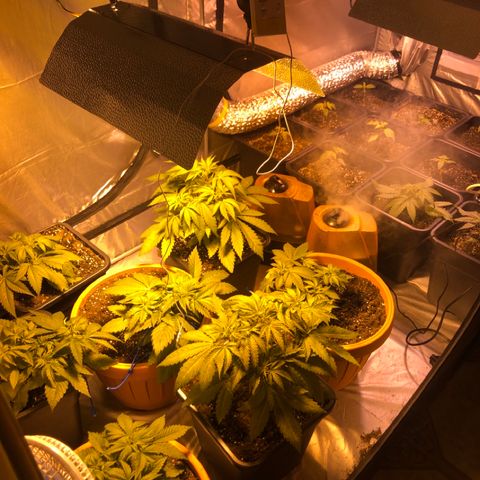 Adolf #1 growlog timeline photo