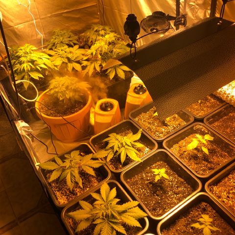 Adolf #1 growlog timeline photo