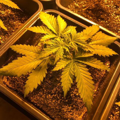 Adolf #1 growlog timeline photo